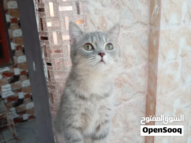 للبيع قطط من نوع سكوتش ستريت بس ركز ف قراءة الوصف وكبشر الوصف