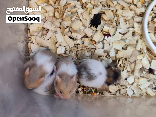 هنا عالم الهامستر  اللطيف أهتمـام • نظافة • عنايـة • حـب نوفر لكم هـاماتـر أليفة بصحة ممتازة وأل