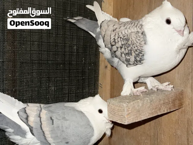 تفاصيل بالوصف