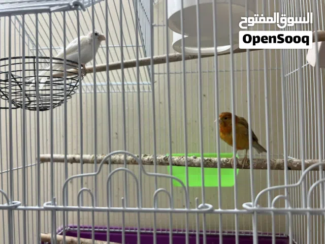 زوج كناري سبق له الانتاج والذكر مغرد