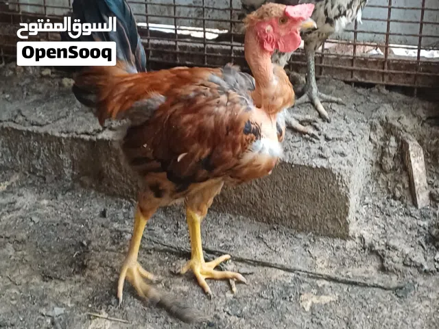 دجاجة وديج