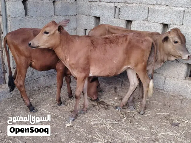 عجل وعجلتين عمانيات