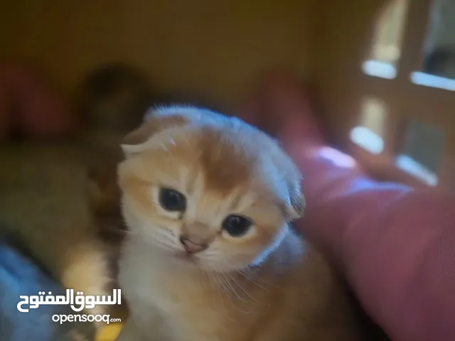 تواصل عبر الواتس قطط شانشيلا انتاج نادر ذهبي فصحة ممتازة تبارك الله جمال متوفر ذكور و اناث