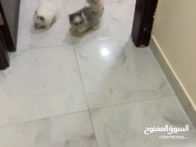 كلاب بومرينيوم