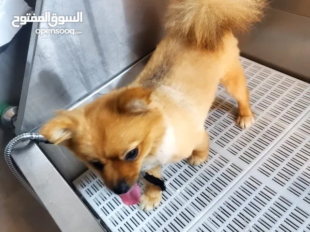 بومينيريان