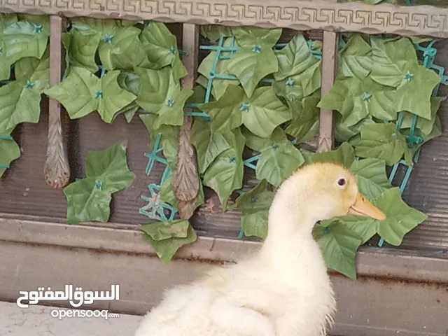 بطه للبيع اربد