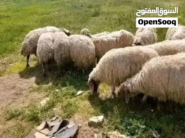اغنام بلدي.