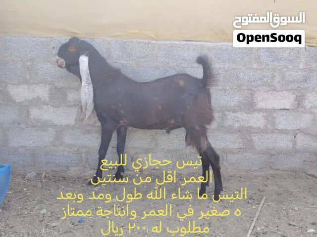 أغنام للبيع
