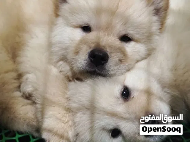 ذكرين تشاو تشاو مميزه ..مع جميع المطاعيم اللازمه وجرعه الدود ومايكروشيب  لون كريمي