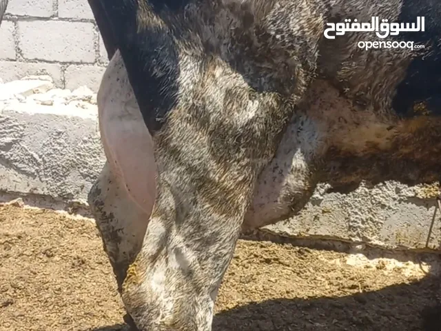 بكاكير حليب