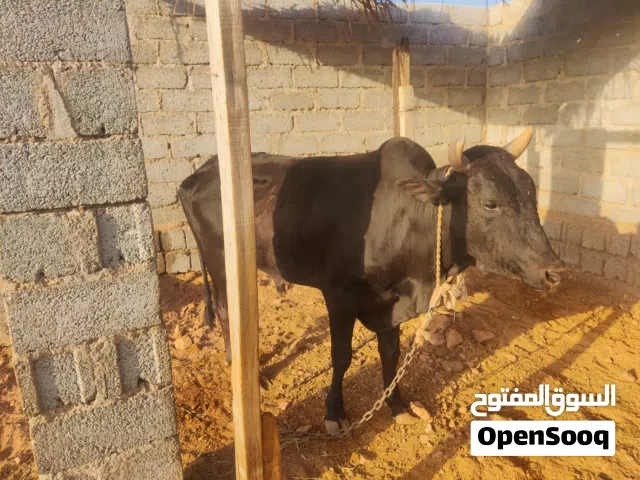 الثور ( دهمان )