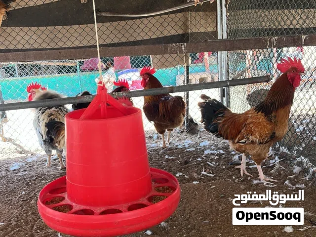 ديوك فرنسيه للبيع