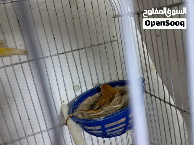 جوز كنار فحل اصفر والانتايه مشمشي غامق ثلاث مخاليف ما شاء الله صح ونظافه كلهم تمام