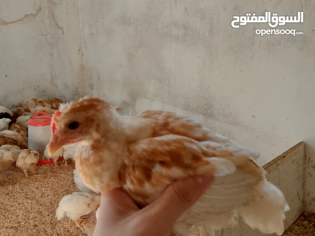 متاح صوص لوهمن براون البزره الاصليه