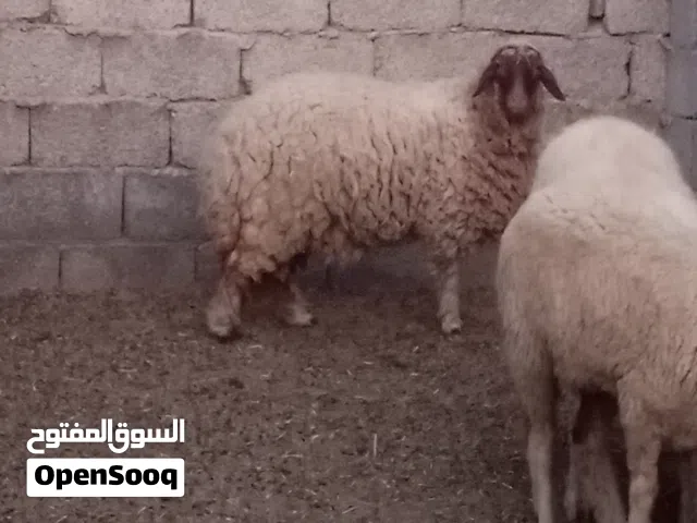 حوليات للبيع