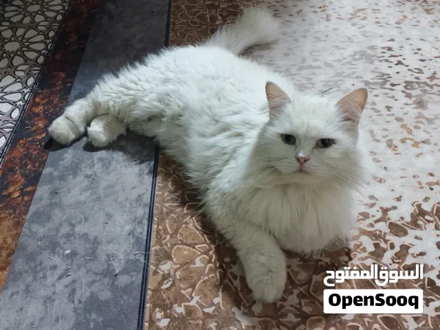 قط شيرازي اصلي للتبني