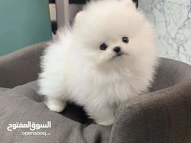 Purebreed Pomeranian Puppy