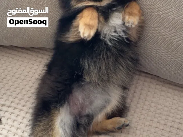 بومارينيان ذكر وانثى