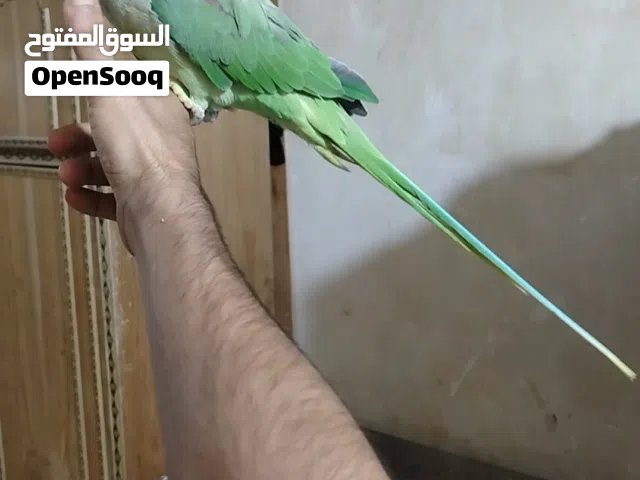 ببغاء نيبالي سوبر جامبو اليف
