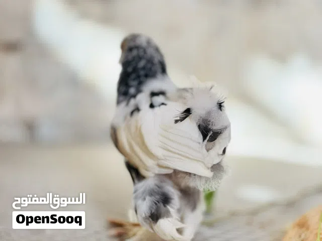 فروج براهمه
