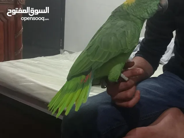 امازون يلوناب