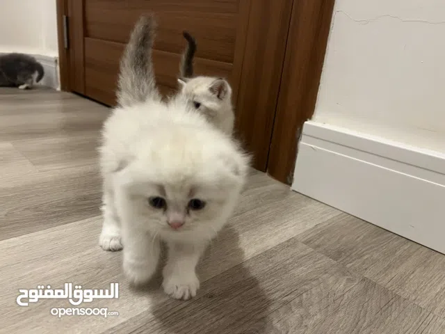 Small kittens for sale - male and female