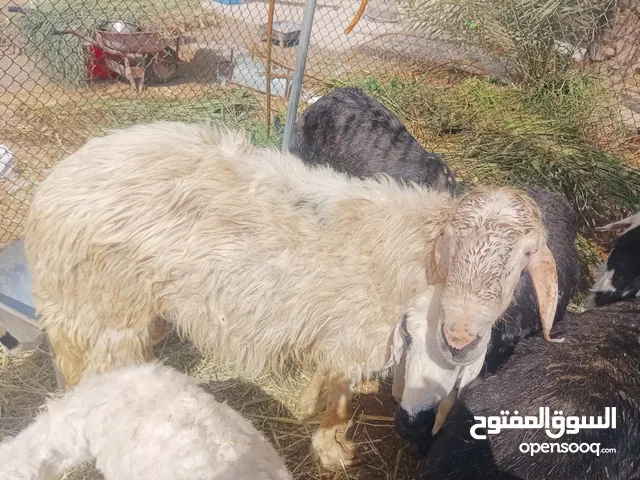 كبش عمره سنه وست شهور