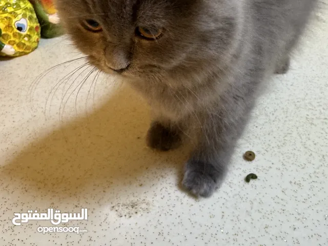 قطه صغيره نثيه سكوتش