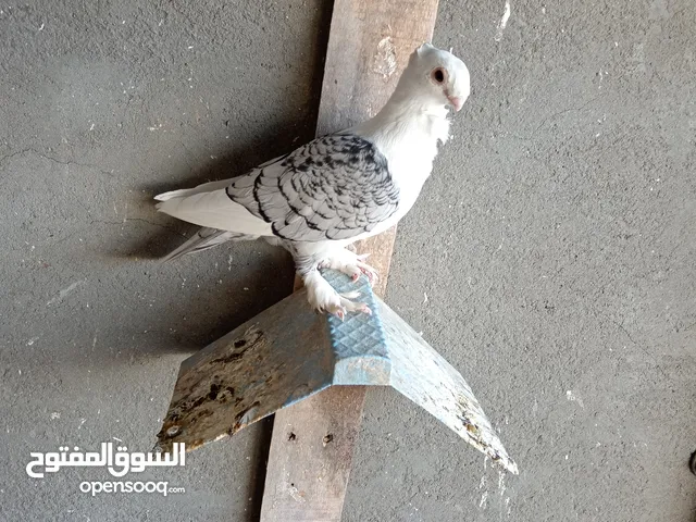 حمام فراشه ثلجي أقره الوصف