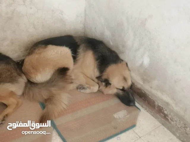 نتايه جيرمبن