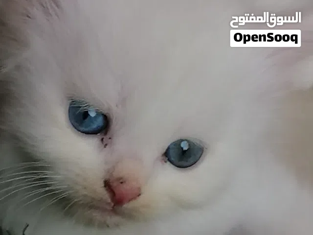 قطط للبيع بعيون زرق