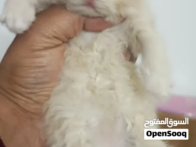 للبيع للبيع للبيع