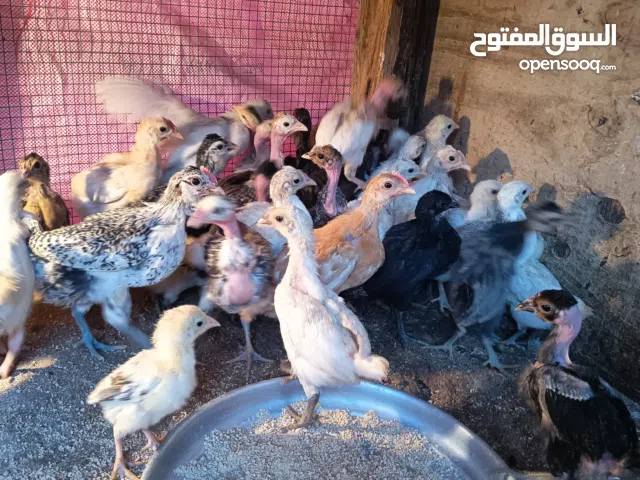 Desi baby chickens