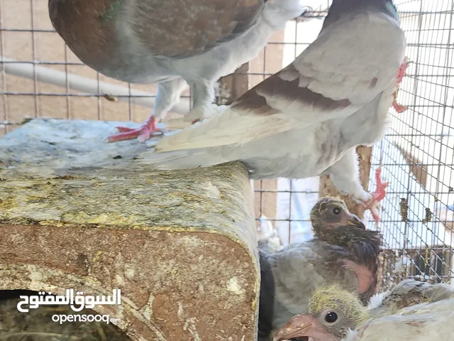 ازواج كنج سوبر جامبو