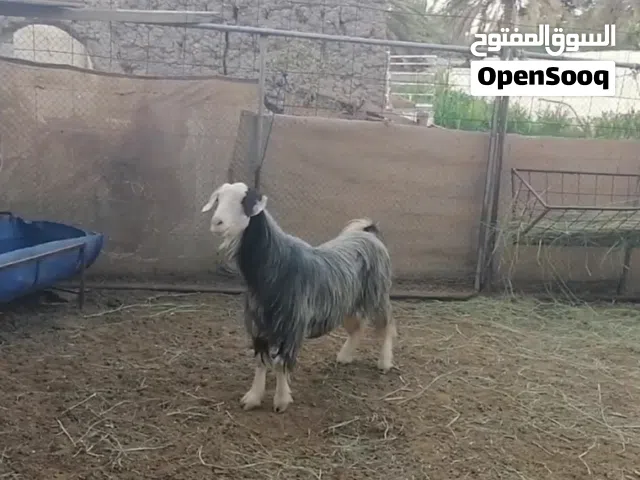 شاه جما من حلال الرحوب بـ85 ريال