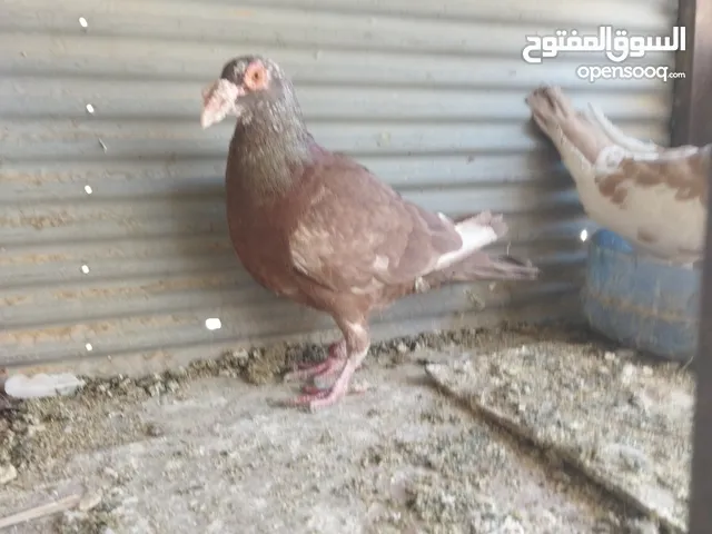 جواز شغاله
