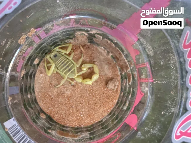 العقرب الاصفر البري الحجم وسط-كبير الابرة السامة موجودة السن- غير معروف  شرسة جدا