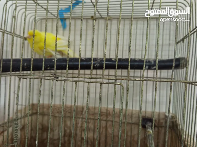 طيور كنار للبيع