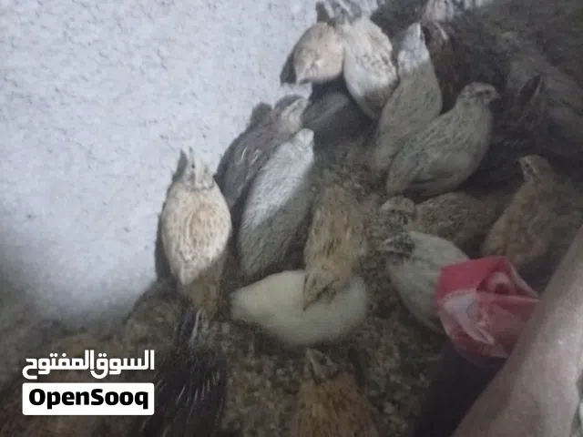 طيور فري نخب