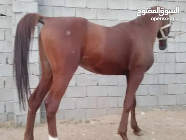يوجد حصان عربي اصيل عمره 6 سنوات
