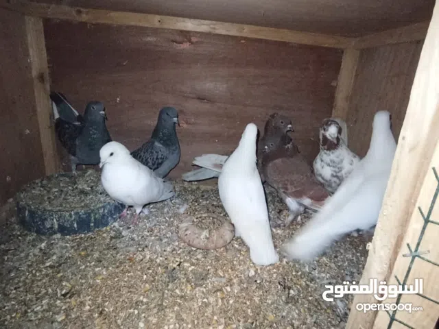 حمام للبيع اقرا الوصف