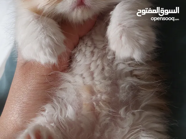 قطط صغيرة بيرشن للبيع