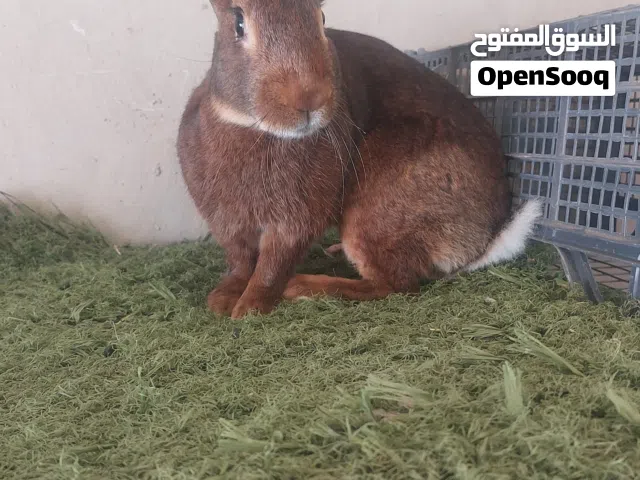 ذكر هارس بالصلاه على النبي