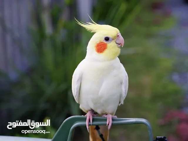 جوز كوكتيل الانثى لاتينو (عين حمرا) والذكر يلو بايد