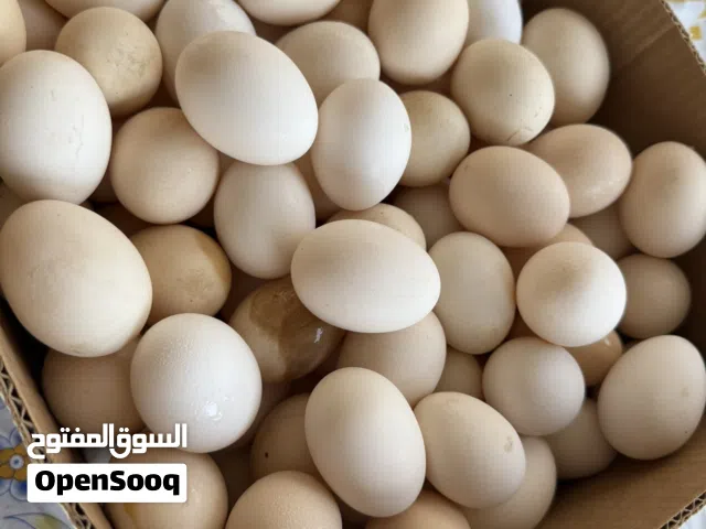 بيض دواجن محليه تهجين عماني فرنسي
