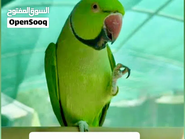 زوج ببغاء درة اليف ومتكلمات