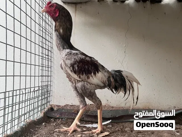ديك باكستاني خاكي