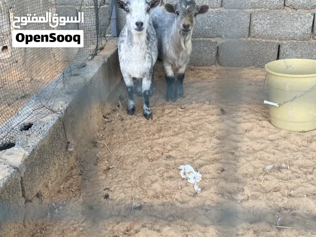 ماعز قصير وادي الربيع