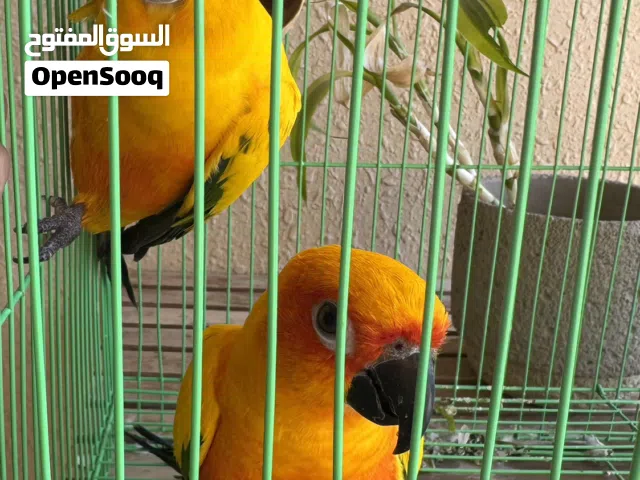 للبيع بغيغاء