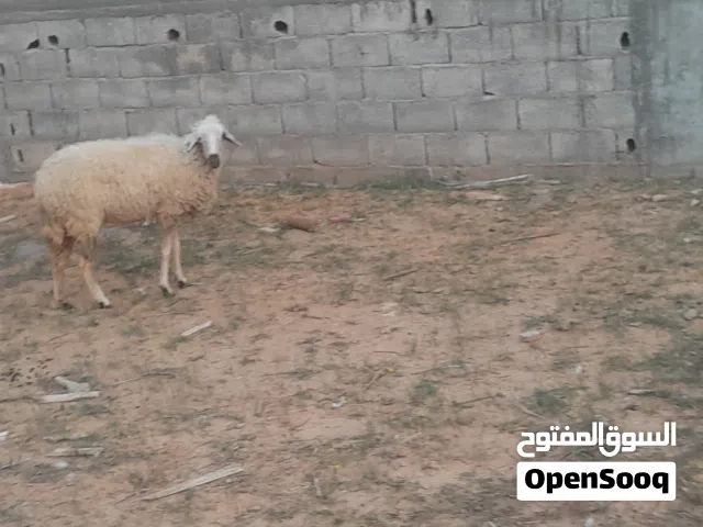 نعجه وطنيه الله يبارك حايل متع موس او تربيه سنها اول جمع سليمه من العيوب والامراض